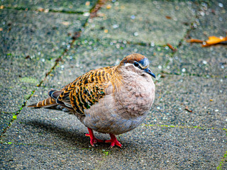 Fat Bronzewing