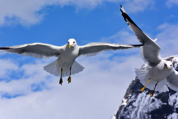 フィヨルドに飛ぶカモメ。ソグネフィヨルド観光。ノルウェーのフロムからグドヴァンゲンネンへのフェリーからの眺め。Panoramic view of Sognefjord with flying Seagull, one of the most famous fjords in Norway.