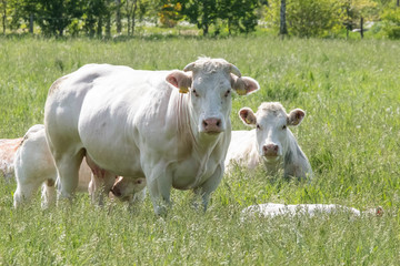 Herd of curious white Charolais beef cattle in a pasture in a dutch countryside. With the cows standing in a line staring curiously at the camera