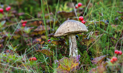 Norwegian mushroom