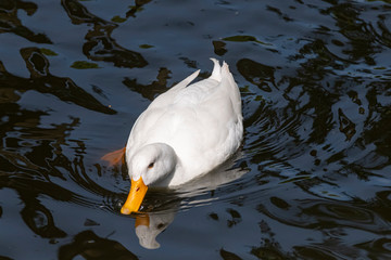 Large white heavy duck also known as America Pekin Duck, the duck swims in dark water with reflections