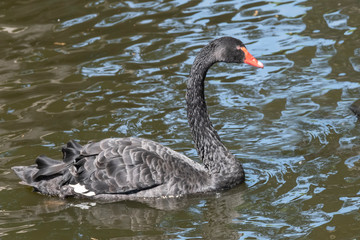 One black swan with red beak, swim in a pond. Reflections in the water. The sun shines on the feathers
