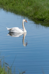 One white swan with orange beak, swim in a pond. Reflections in the water. Grasss in background. The sun shines on the feathers