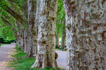 Fototapeta premium Tübingen Bäume Allee Frühling Natur 