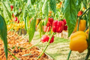 Red bell pepper plant growing in organic garden