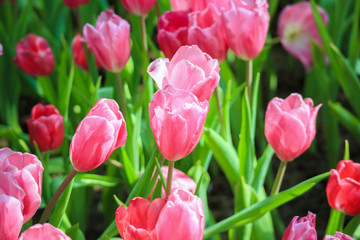 Fresh colorful tulips flower bloom in the garden