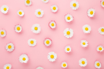 Fototapeta premium Colorful daisies on light pink table background. Pastel color. Flat lay. Beautiful flower pattern. Closeup. Top down view.