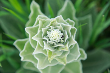 Spring sprout. Juicy green background. Copy space