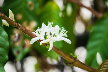 White coffee flowers in green leaves tree plantation close up