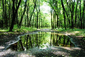 Obraz premium pozzanghere e co