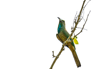 Bee-bearded bee-eater on branch on white background.
