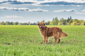 Portrait of a stray dog. Photographed close-up in a meadow.