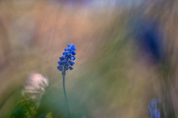 Muscari or bluebells (first spring flowers)