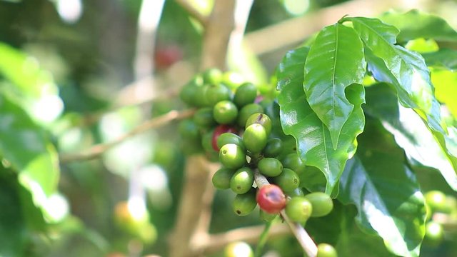 Grandos de café verdes y maduros en medio de montañas cafetal La Libertad El Salvador