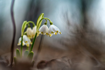 Leucojum vernum or spring snowflake