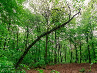 Fototapeta premium Big tree in a green forest