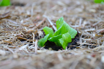 Lettuce growing in Garden