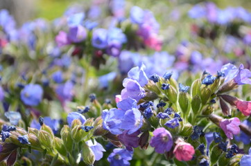 Pulmonaria (lungwort) flowers of different shades of violet in one inflorescence. Honey plant of Ukraine. The first spring flowers. Pulmonaria officinalis. Pulmonaria officinalis bloom