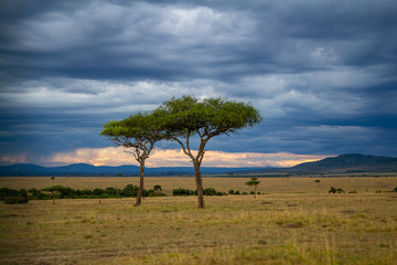 Afrika Kenya Kenia Masai Mara Baum Wolken Wilderness Nationalpark Natur Wolken Sonnenuntergang