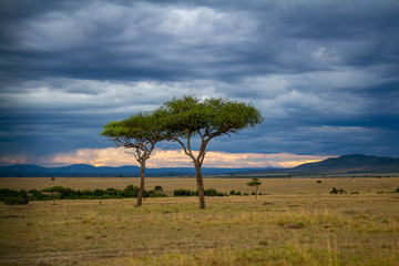Afrika Kenya Kenia Masai Mara Baum Wolken Wilderness Nationalpark Natur Wolken Sonnenuntergang
