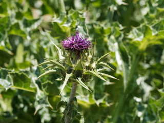 Silybum marianum | Milk thistle or Marian thistle with red-purple flower heads, shiny pale green leaves, white veins, spiny edges  