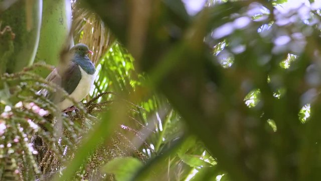 Pigeon in dense subtropical forest on teh coast on Northland in New Zealand 