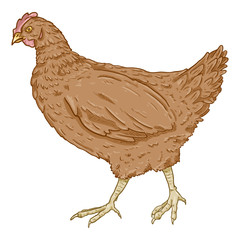 Vector Cartoon Hen Illustration