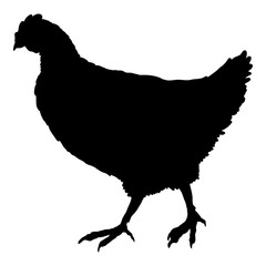 Vector Silhouette of Hen.
