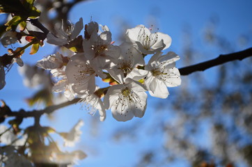 Flowers of the cherry blossoms on a spring day
