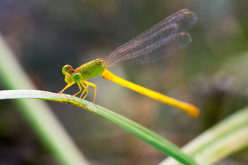 orange yellow black Dragonfly Flying india