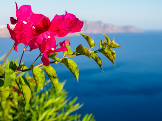 Close up photo of Bougainvillea flowers, Santorini sea view. Santorini, Cyclades, Greece.