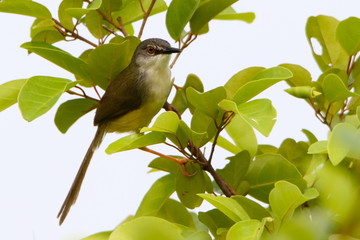 Yellow belly on a branch