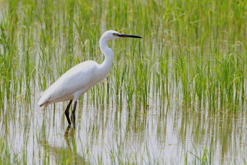 Egret in rice field