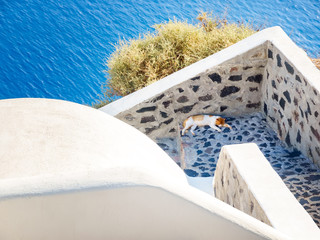 Santorini stray cat. Santorini, Cyclades, Greece.
