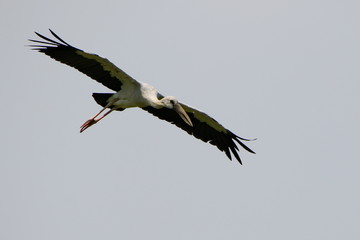 stork in flight