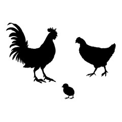 Vector Silhouette Set of Poultry Birds. Rooster, Chick and Hen.