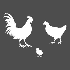 Fototapeta na wymiar Vector White Silhouette Set of Poultry Birds. Rooster, Chick and Hen.