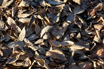Dead leaves on the ground