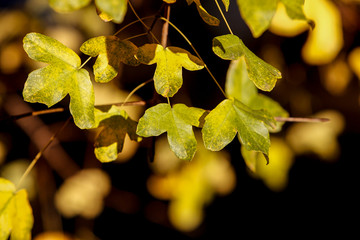 Leaves on a tree branches