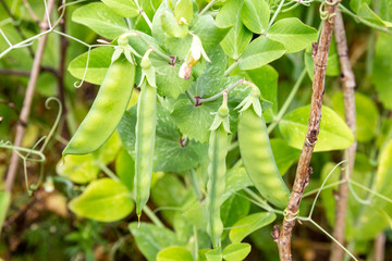 Pods of green peas