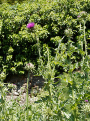 Silybum marianum | Milk thistle or Marian thistle, thorny plant with its decorative colored leaves and red-purple flower head on high grooved cottony hollow stem