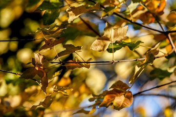 Leaves on a tree branches