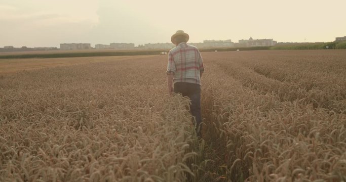 Back view of senior farmer walking far on field of ripe wheat at sunset
