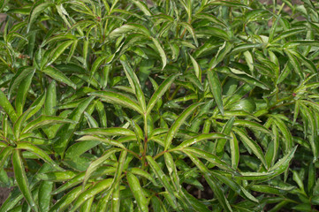 Beautiful twigs of young peony shoots after rain. Drops of water on narrow green leaves after a summer thunderstorm. Lush greenery in the flowerbed in the garden. Floral background. Close-up.