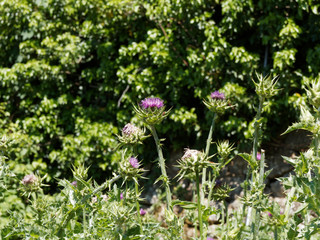 (Silybum marianum) Close up on red-purple flower head of Milk thistle on high and grooved spiny stem