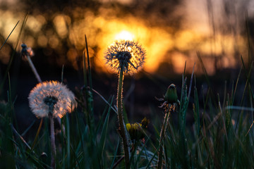 A simple dandelion photographed in the warm sunlight at sunset in the backyard. It gives the feeling that its flower is the sun.