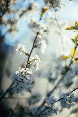 Spring blossom tree soft focus 
