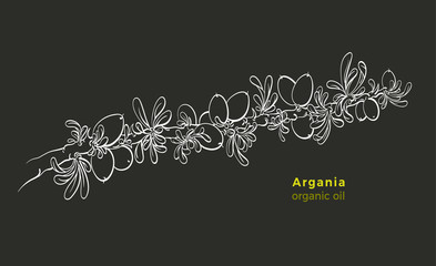 Argania branch. Vector bio art line illustration