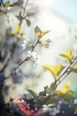 Spring blossom tree soft focus 