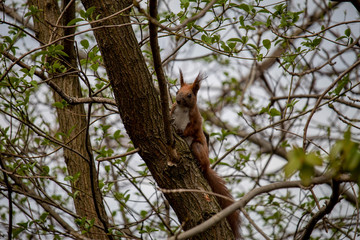 A beautiful wild Squirrel looking for food photographed in it's natural environment